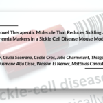 New Potential Treatment for Sickle Cell Disease: IMA001 Shows Promise