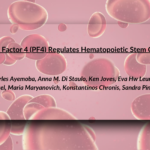Platelet Factor 4 (PF4) and Hematopoietic Stem Cell Aging: New Insights from ASH 2024