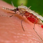 World’s First! Fatal Cases of Orupuche Fever Confirmed
