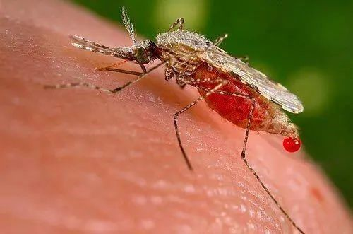 World’s First! Fatal Cases of Orupuche Fever Confirmed