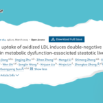 Research Team from Beijing Chaoyang Hospital Unveils a New Mechanism Linking Double-Negative T Cells to Fatty Liver Disease Progression