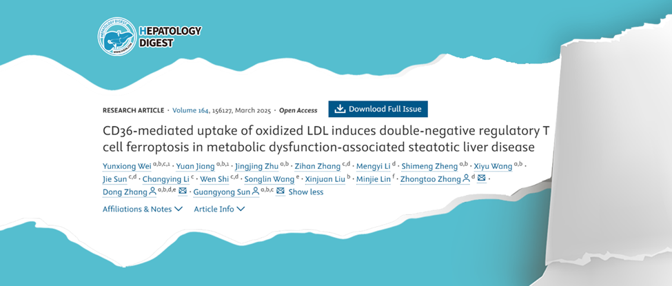 Research Team from Beijing Chaoyang Hospital Unveils a New Mechanism Linking Double-Negative T Cells to Fatty Liver Disease Progression