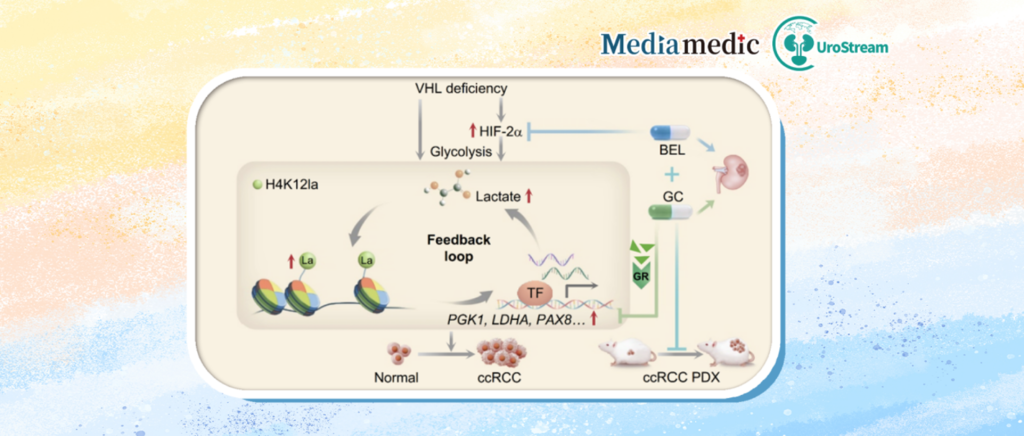 Old Drug, New Use! Professor Kan Gong’s Team from Peking University First Hospital Collaborates with International Experts to Propose a Novel Combination Strategy for Renal Cell Carcinoma