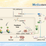 Old Drug, New Use! Professor Kan Gong’s Team from Peking University First Hospital Collaborates with International Experts to Propose a Novel Combination Strategy for Renal Cell Carcinoma